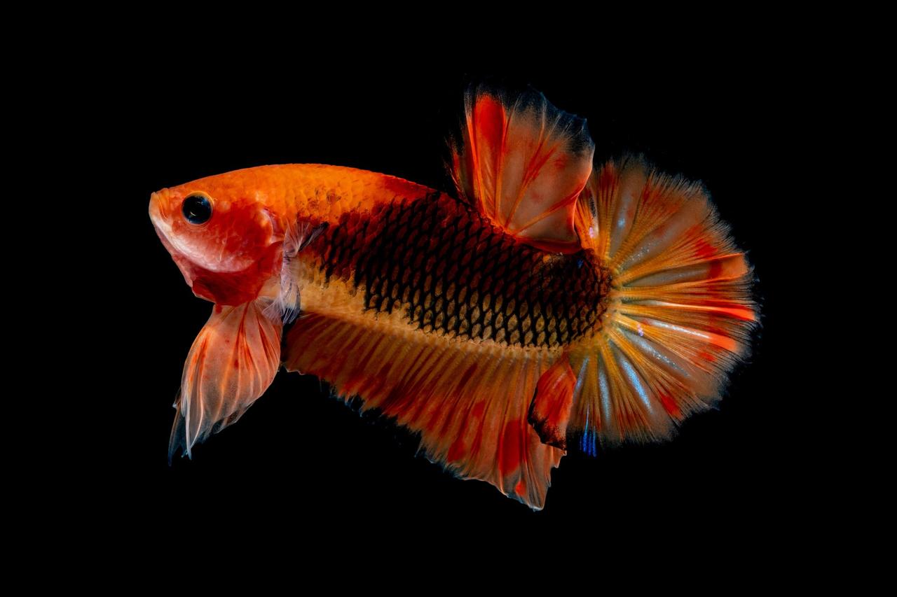 Curated Bettas