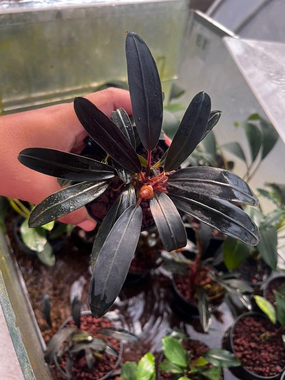 Plant Selection