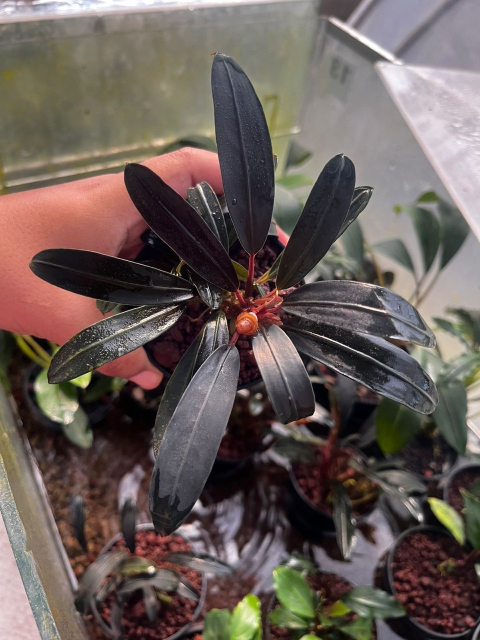 Plant Selection